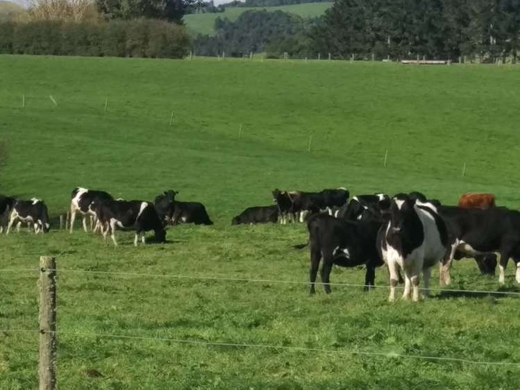 648 Scotsman Valley Road Tauwhare_20