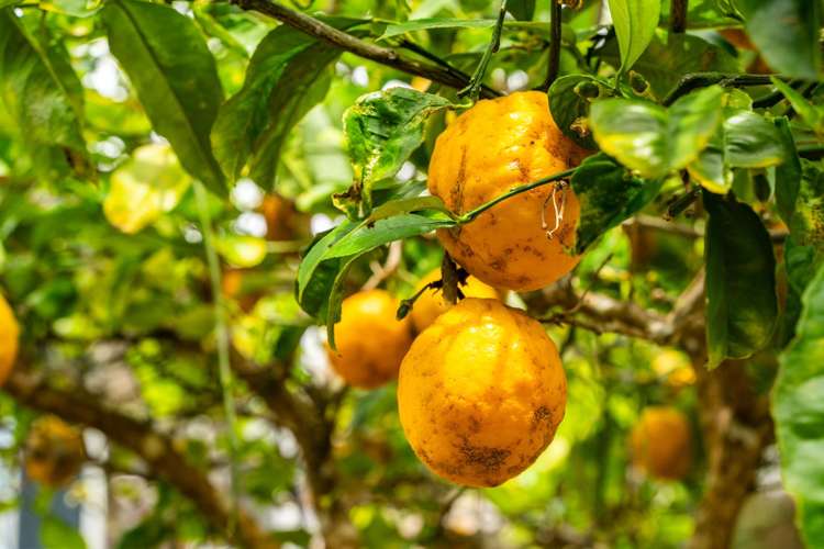 19 Norfolk Drive Mangawhai Heads_23