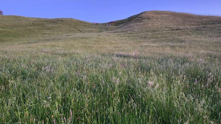 964 Tarata Road Kaimata_9