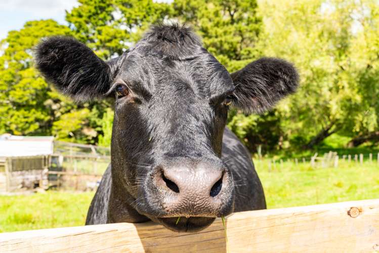 5 Judd Road Maungaturoto_31