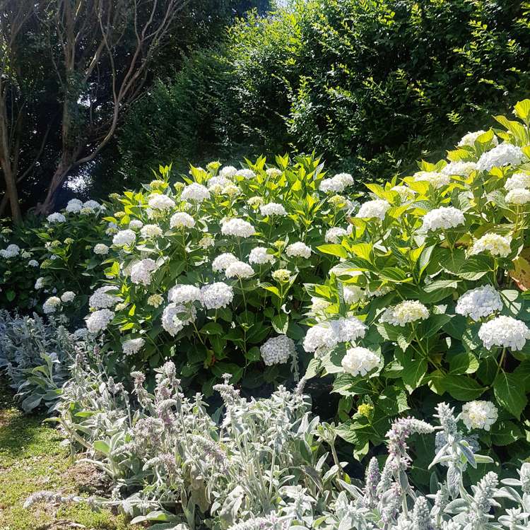 1018 Railway Road South Longlands_13