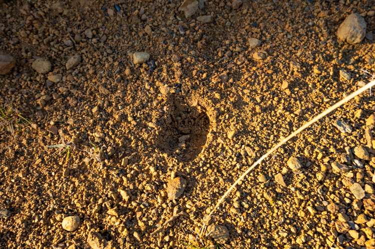 Matakitaki Road Murchison_19