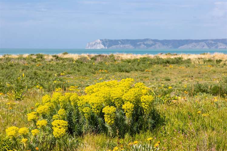 46 Rarangi Beach Road Rarangi_26