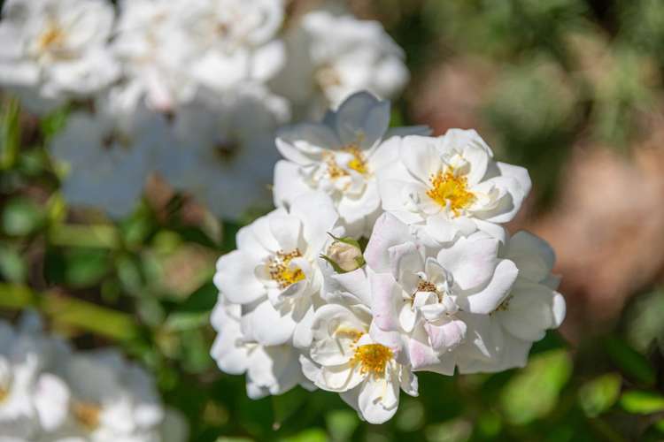 27a Mangakura Road Helensville_16