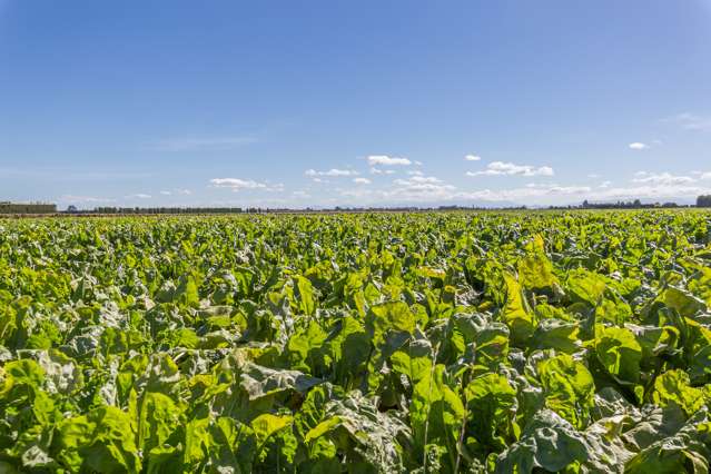 927 Leeston Road Leeston_2