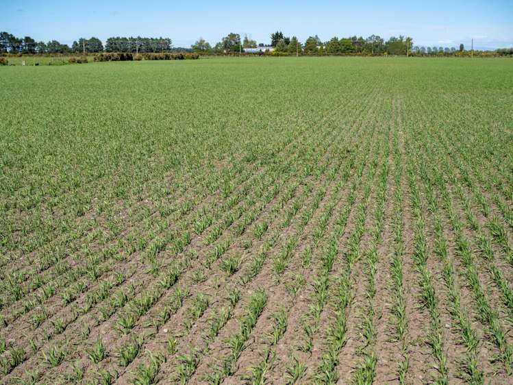 1033 Boundary Road Ashburton_5