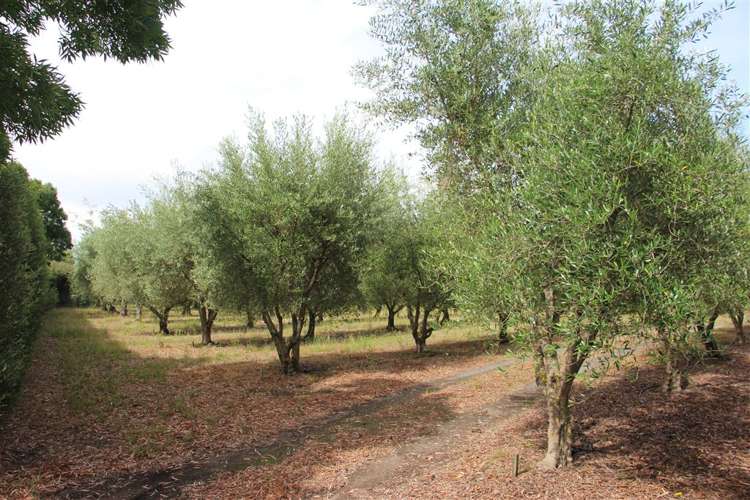 16 Beatrice Street Rarangi_24