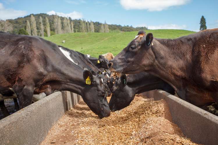 1259 Piakonui Road Matamata_10