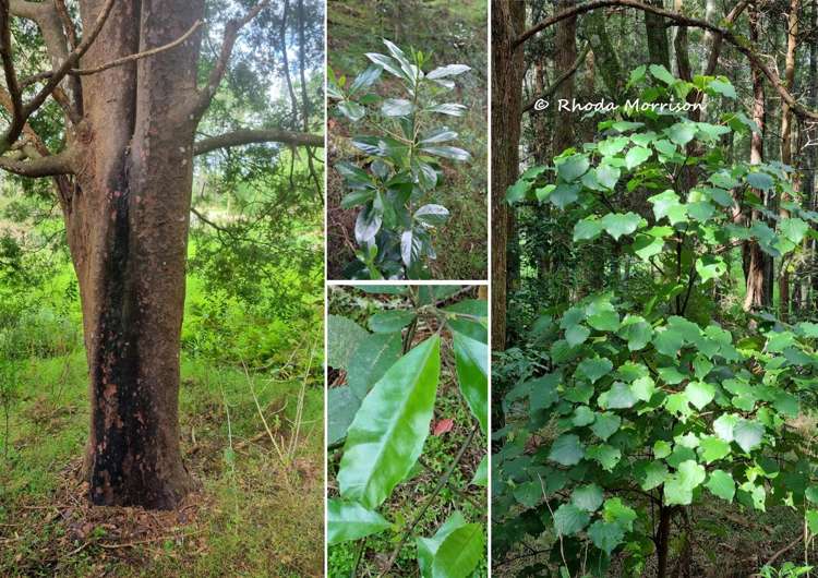 726 Paparoa Station Road Maungaturoto_85