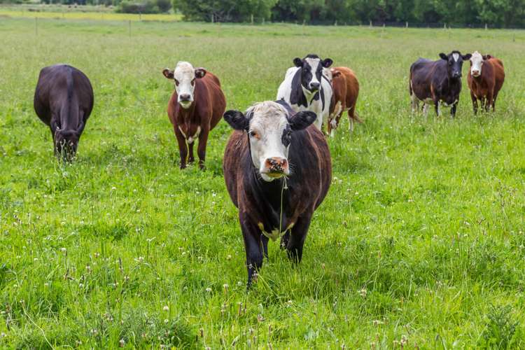 114 Derretts Road Hororata_21