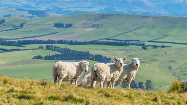 554 Waikari Valley Road Scargill_8