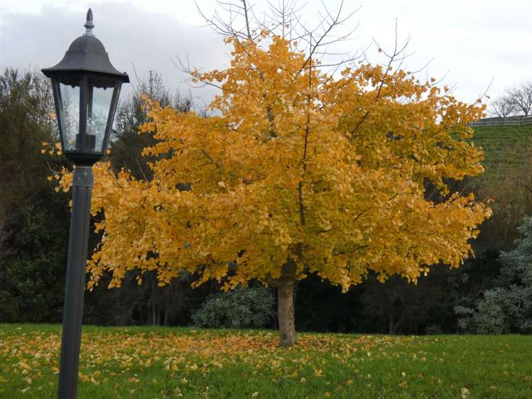 27 Francis Place Warkworth_8