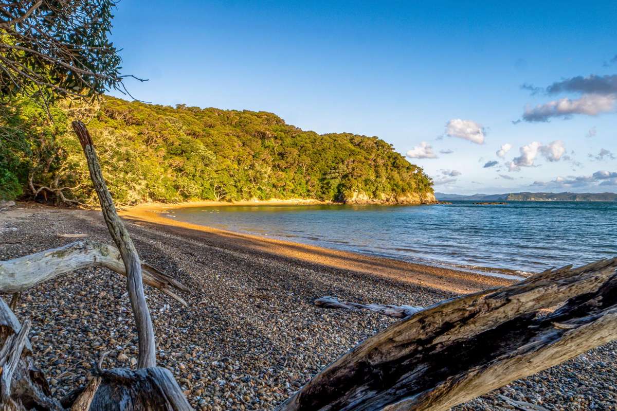 Share 18 Moturoa Island_5