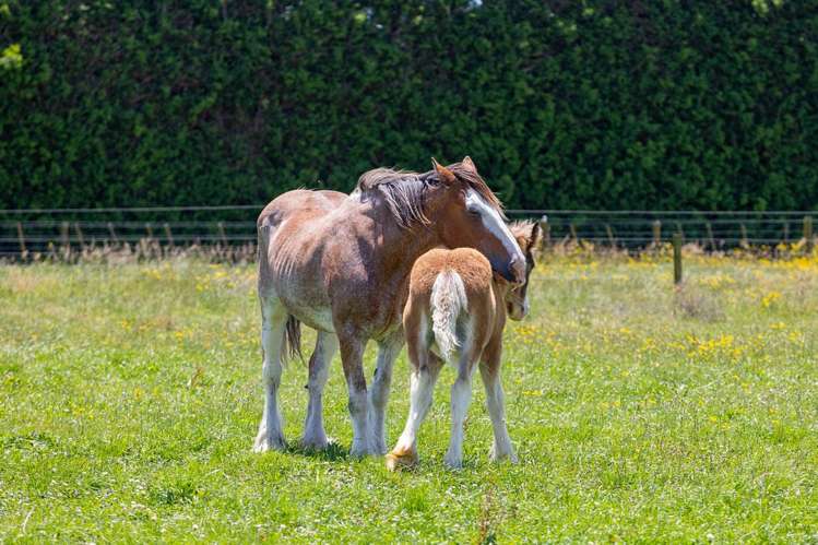 202 Kairau Road East Waitara_10