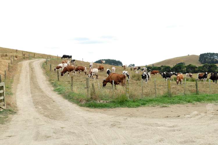 314 Martin Road Waerenga_3