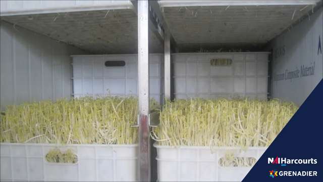 Thriving Bean Sprout Factory for Sale