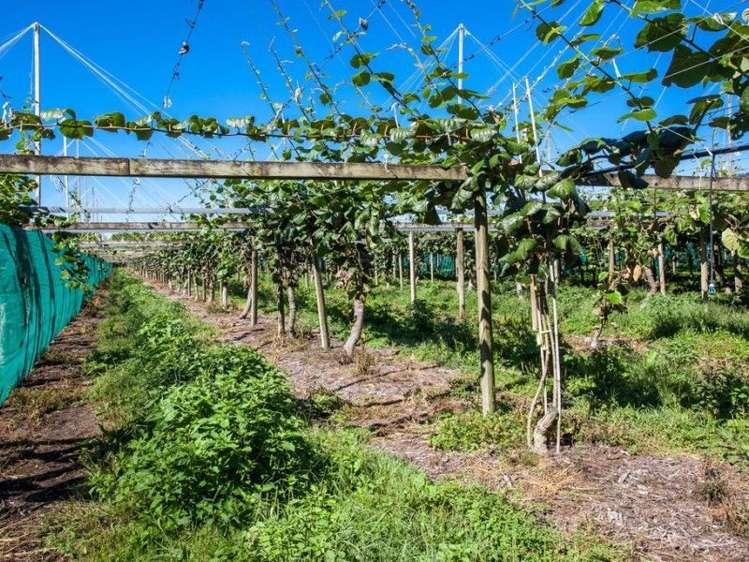 33 Burt Road Matata_19