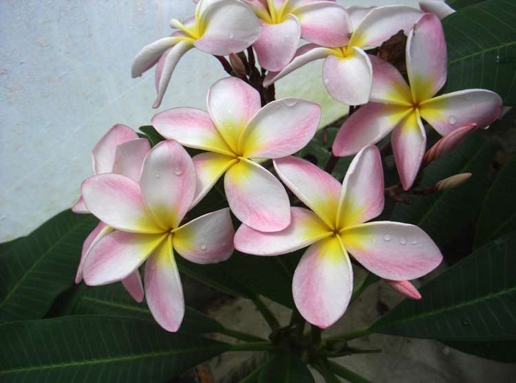 330 West Coast Road Awanui_21