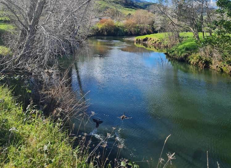 52B Hooks and Halls Road Waimamaku_10