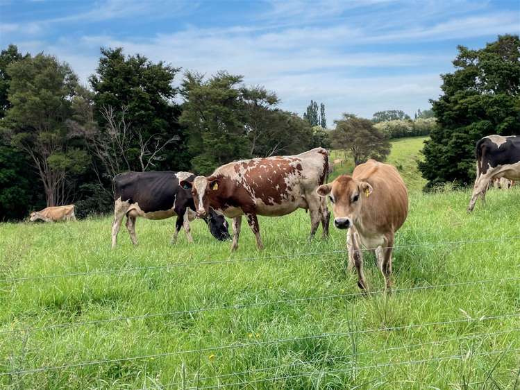 208 Te Aroha-Gordon Road Hauraki Surrounds_5
