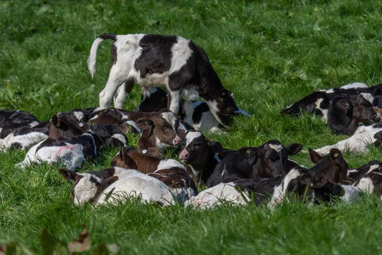 428 Leeston Road Springston_16