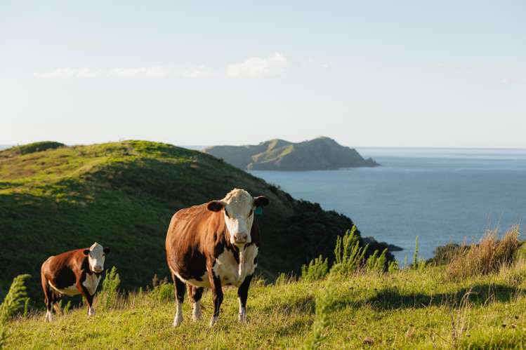 Whangaihe Bay Kaeo_12