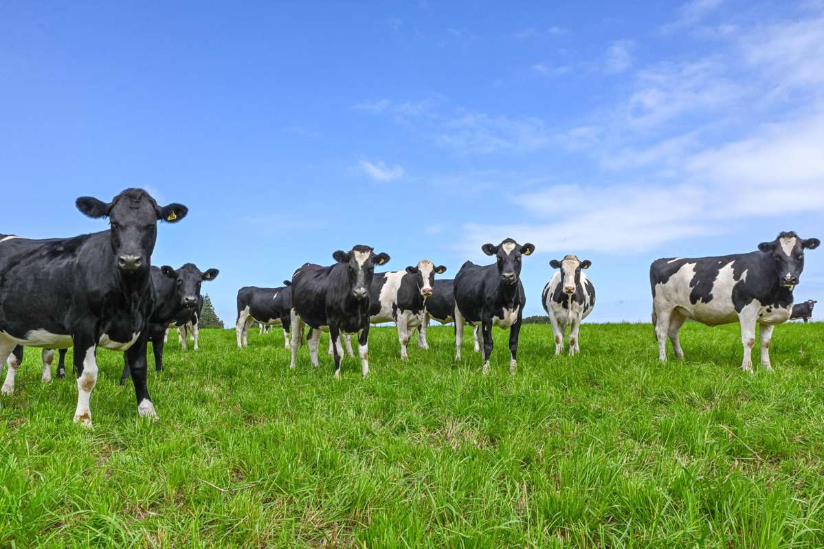 77 Arowhenua Station Road_2