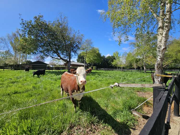 80 Avenue North Road Levin_27