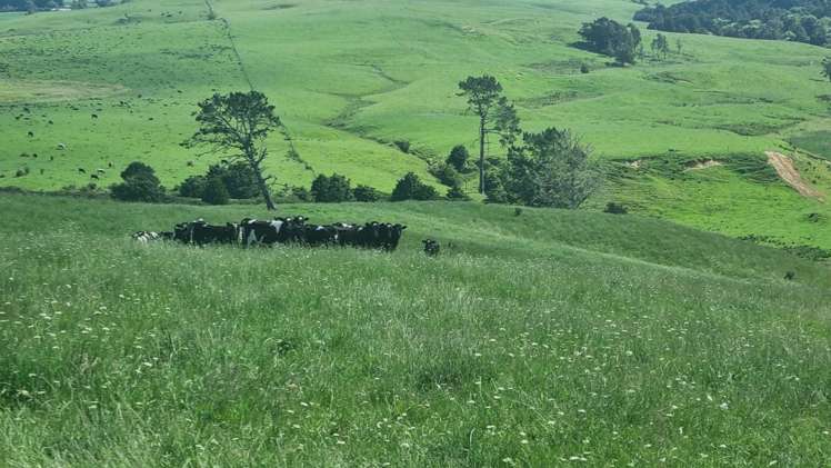 Okokako Road Waimate North_9