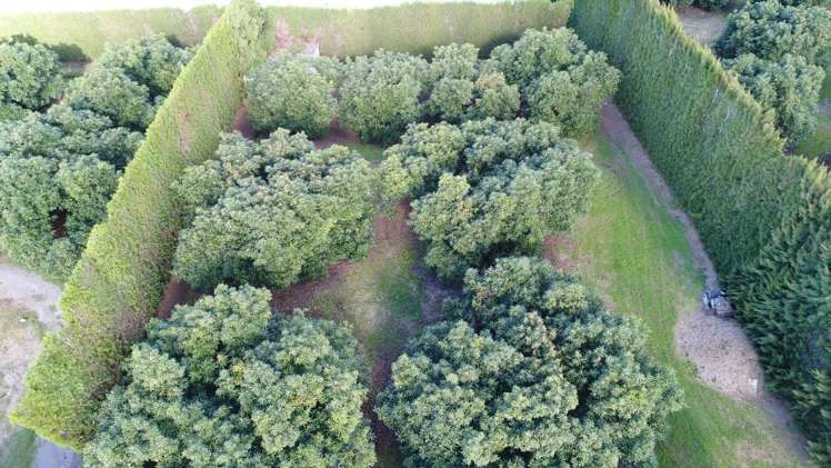 168 Ongare Point Road Hauraki Surrounds_6