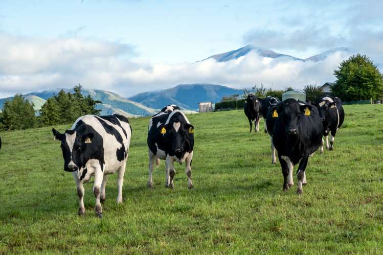 65 Guthrie Road Geraldine_10