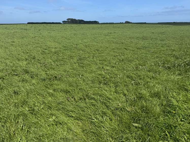 4782 South Road Opunake_18