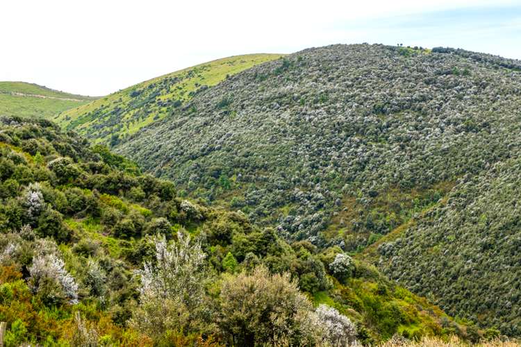 Mcintosh Road Geraldine_12