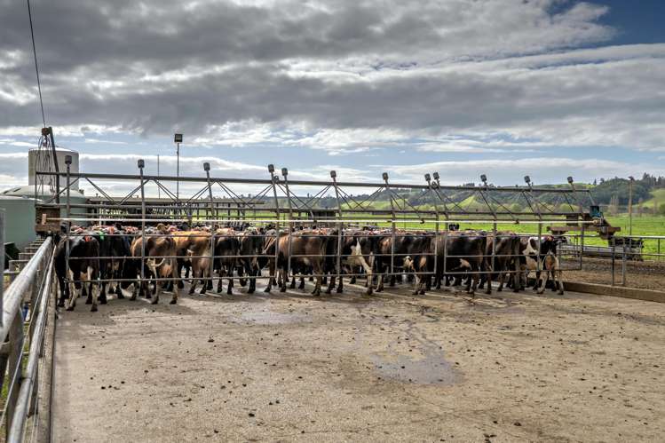 Brooklyn Farm, 126 McGinley Road Opotiki_10