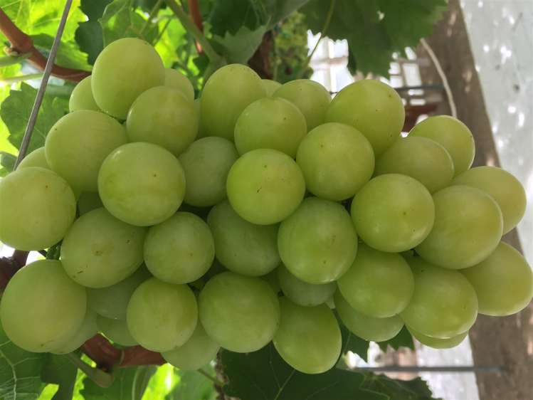 392 Ngarua Road Waitoa_0