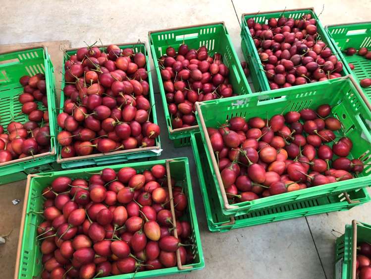 1358 State Highway 14 Maungatapere_9