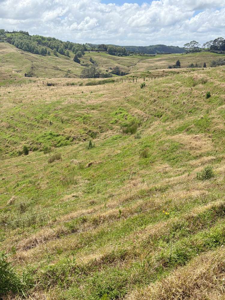 Pukehuia Road Arapohue_19