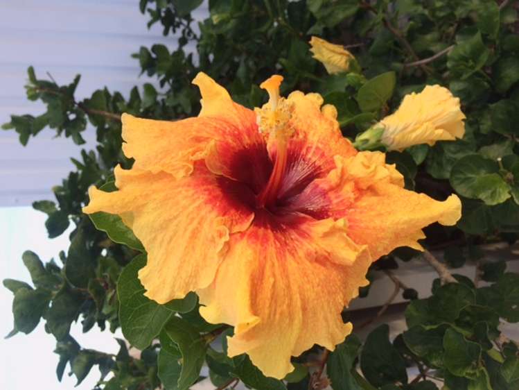 1/217 Eskdale Road Birkenhead_6