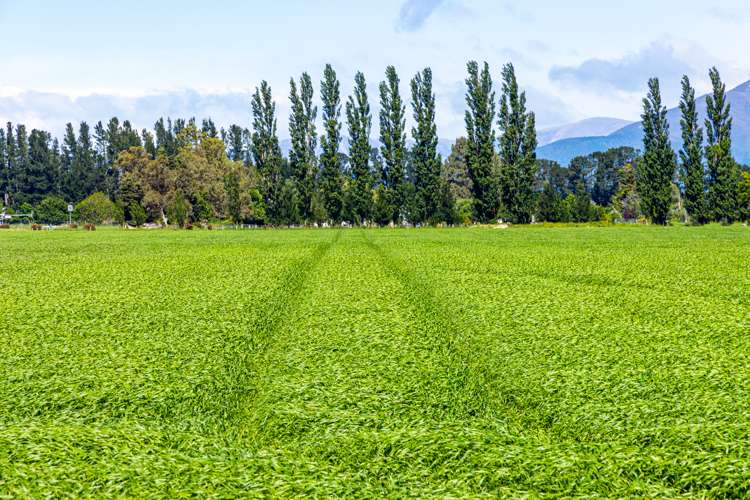 2052 Arundel Rakaia Gorge Road Mayfield_3