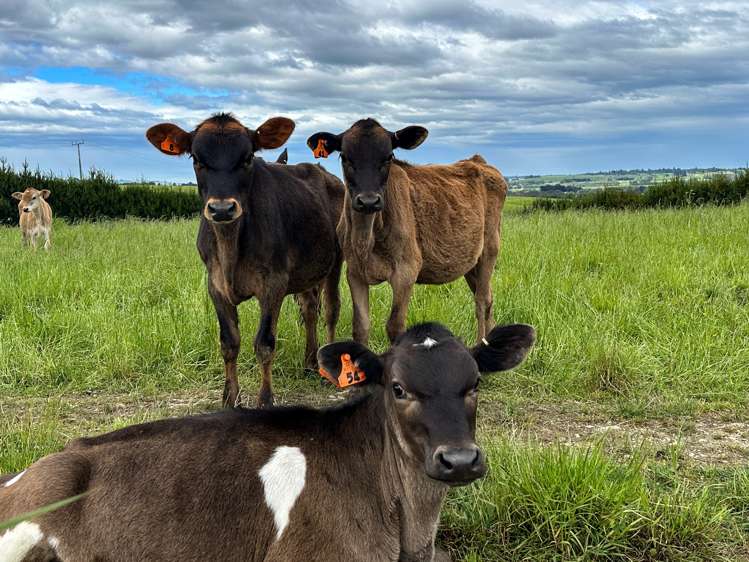 Pinnacle Road Gore Surrounds_9