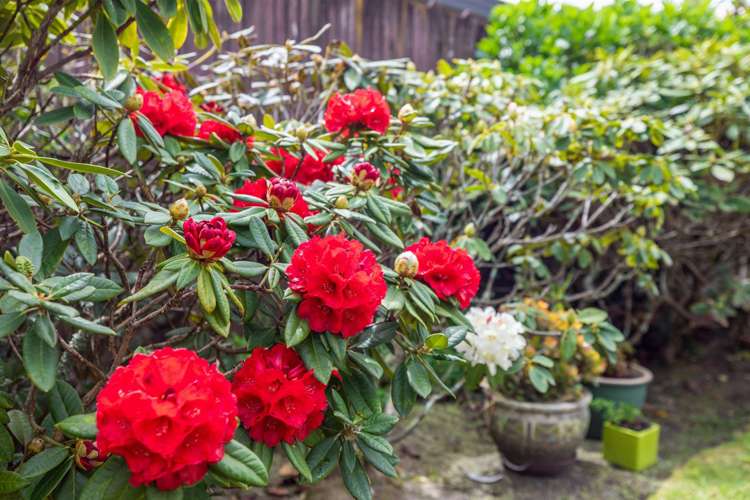 23 Lotus Avenue Mount Maunganui_18