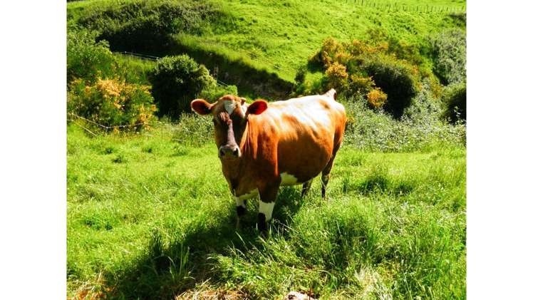 1505 Waikite Valley Road Ngakuru_15