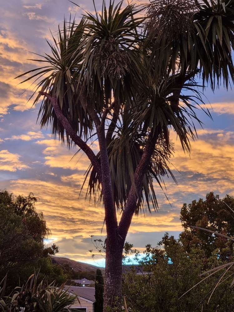 10 Stedley Place Heathcote Valley_12