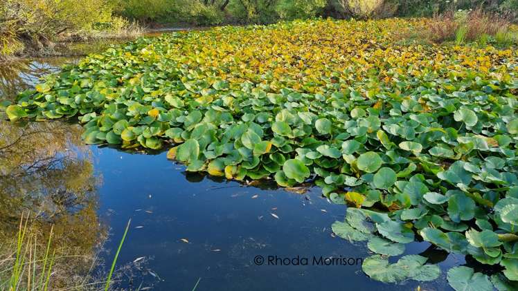 153 Pahi Road Paparoa_53