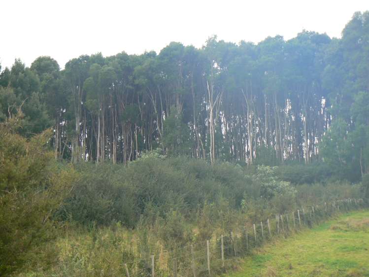 6084 Mangakahia Road Kaikohe Surrounds_7