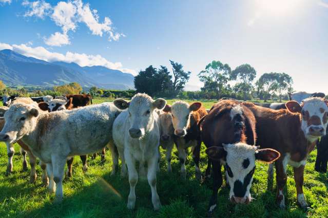 386 Mount Fyffe Road Kaikoura_4