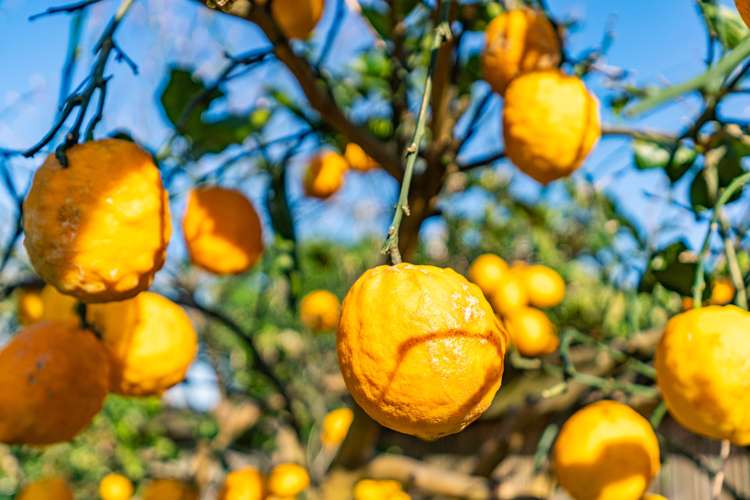 14 Kelly Street Dargaville Surrounds_17