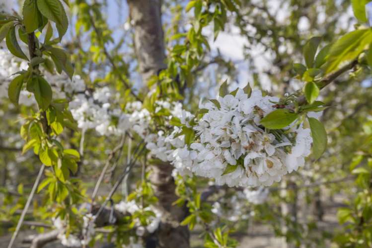 Smiths Way Mount Pisa_5