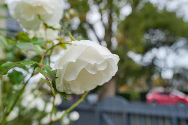 67 Russel Street Gladstone_22