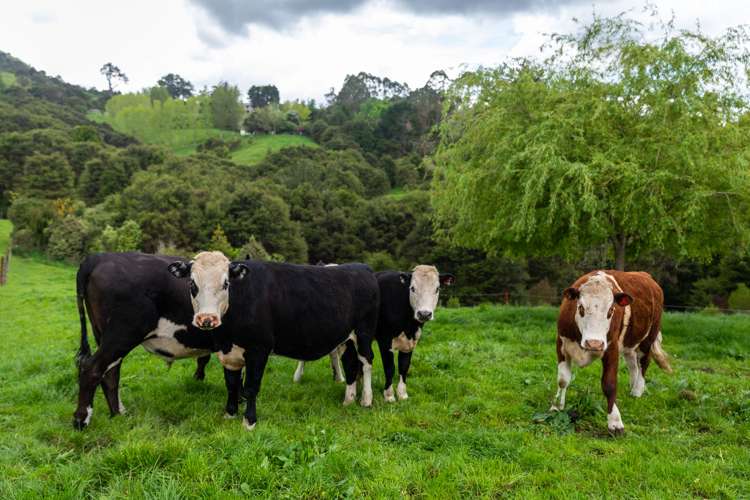 71 Mangotahi Road Thames_22